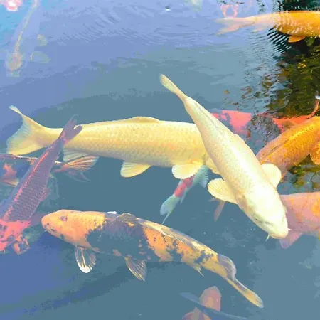 Hotel Rheinhotel Larus Kaltenengers