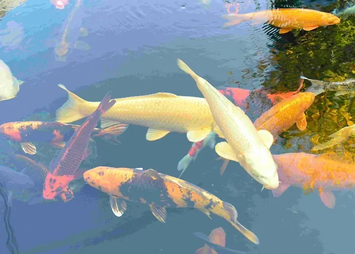 Hotel Rheinhotel Larus Kaltenengers